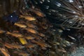 Cardinalfish school in a Sea anemone