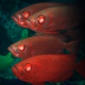 Cardinalfishes Royalty Free Stock Photo