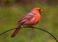 The Cardinalidae, Male Cardinal Bird