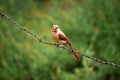 Cardinal on barbed wire