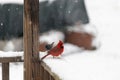 Beautiful bright red cardinal sitting on the railing to my deck with snowbird in the background