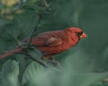 Cardinals resting among the branches