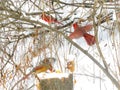 Cardinals in the Snow Royalty Free Stock Photo