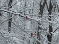 Cardinals in Snowy woods