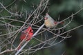 Northern Cardinal Pair Royalty Free Stock Photo