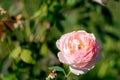 Carding Mill English Rose plant full bloom