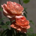 Carding Mill Variety English Rose Blooms Royalty Free Stock Photo