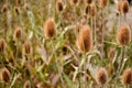 Dipsacus fullonum in summer Royalty Free Stock Photo