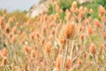 Dipsacus fullonum in summer Royalty Free Stock Photo