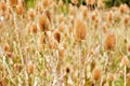 Dipsacus fullonum in summer Royalty Free Stock Photo