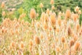 Dipsacus fullonum in summer Royalty Free Stock Photo