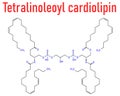 Cardiolipin tetralinoleoyl cardiolipin molecule. Skeletal chemical formula.