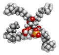 Cardiolipin tetralinoleoyl cardiolipin molecule. Important component of the inner membrane of mitochondria. 3D rendering. Atoms.
