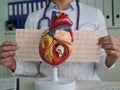 Cardiologist shows anatomy of heart in cardiology clinic