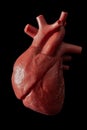 Cardiology, organ transplant and cardiovascular medicine concept with a plastic medical model of a heart isolated on black