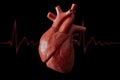 Cardiology, organ transplant and cardiovascular medicine concept with a plastic medical model of a heart isolated on black