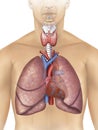 Cardiorespiratory system