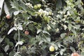 Cardiospermum halicacabum Baloon vine