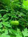 Cardiospermum halicacabum, known as lesser ballon vine, ballon plant or love in a puff, is a climbing plant