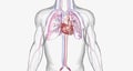 The cardiovascular system consists of the heart and blood vessels (arteries and veins