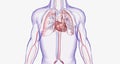 The cardiovascular system consists of the heart and blood vessels (arteries and veins