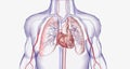 The cardiovascular system consists of the heart and blood vessels (arteries and veins