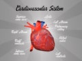 Cardiovascular system