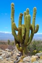 Cardon Cactus Royalty Free Stock Photo