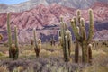 Cardon cactus, Argentina