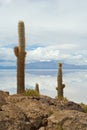 Cardon cactus at Isla de Pescado Royalty Free Stock Photo