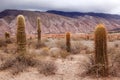 Cardon cactus at the Los Cardones National Park, Argentina Royalty Free Stock Photo