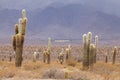 Cardon cactus at the Los Cardones National Park, Argentina