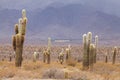 Cardon cactus at the Los Cardones National Park, Argentina Royalty Free Stock Photo