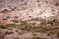 Cardon cactus at the Los Cardones National Park, Argentina Royalty Free Stock Photo
