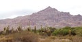 Cardon cactus at the Los Cardones National Park, Argentina