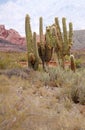 Cardon cactus at the Los Cardones National Park, Argentina Royalty Free Stock Photo