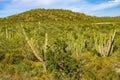 Cardon Cactus Sonoran Desert  Baja Los Cabos Mexico Royalty Free Stock Photo
