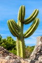 Cardon Cactus or Trichocereus pasacana across blue sky. Italy