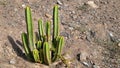 The Cardon (Euphorbia canariensis) plant symbol of Gran Canaria Royalty Free Stock Photo