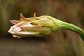 Cardon flower (Stenocereus fimbriatus) Royalty Free Stock Photo