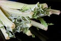 Cardoon Royalty Free Stock Photo