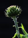 Cardoon Artichoke Royalty Free Stock Photo