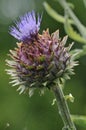 Cardoon Artichoke Royalty Free Stock Photo