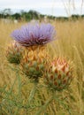 Cardoon - artichoke thistle