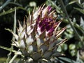 Cardoon artichoke thistle close up Royalty Free Stock Photo