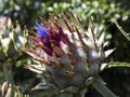 Cardoon artichoke thistle close up Royalty Free Stock Photo