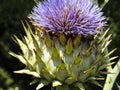 Cardoon artichoke thistle close up Royalty Free Stock Photo