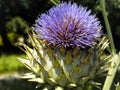 Cardoon artichoke thistle close up Royalty Free Stock Photo