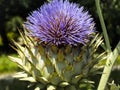 Cardoon artichoke thistle close up Royalty Free Stock Photo