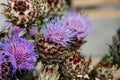 Cardoon or artichoke thistle. Violet cardone for design fashion bouquet in flower shop Royalty Free Stock Photo
